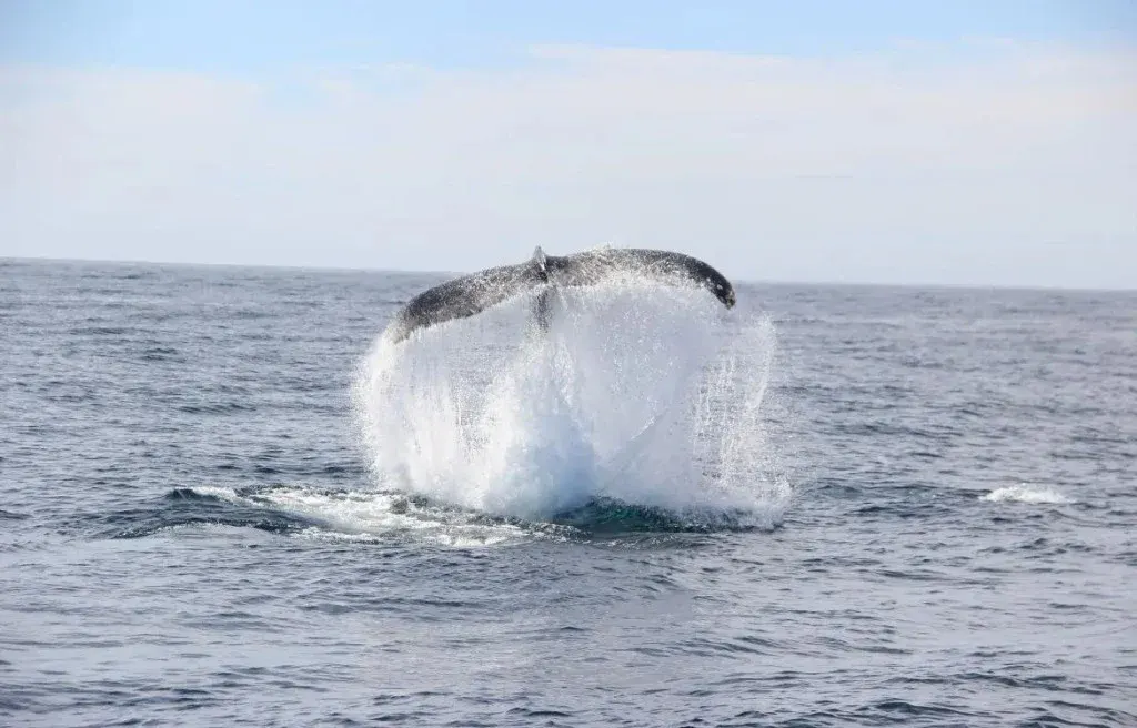 La Gringa Cabo — official 40ft private catamaran at The Arch in Cabo San Lucas