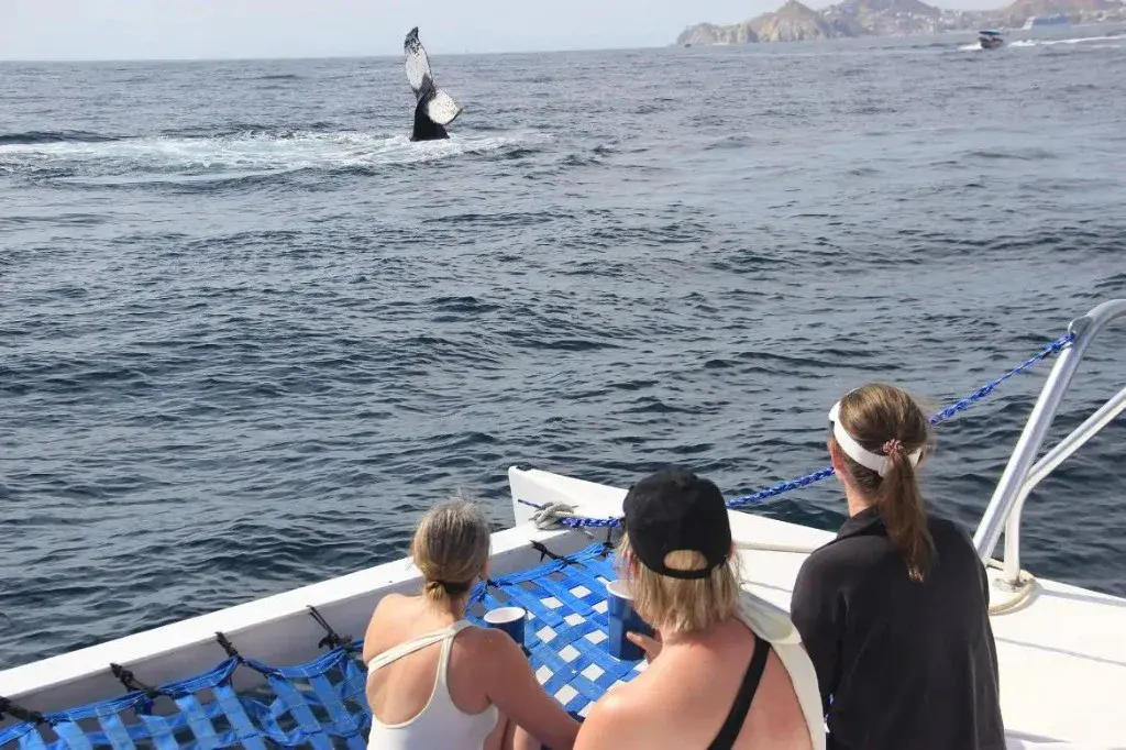 La Gringa Cabo — official 40ft private catamaran at The Arch in Cabo San Lucas