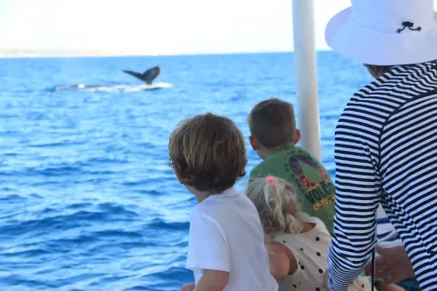 Cabo sailing gallery image 20